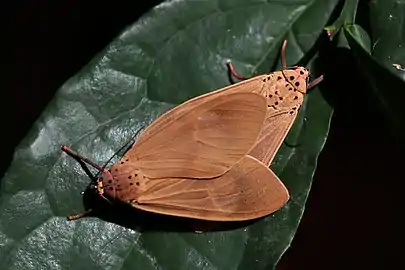 mating, Ghana