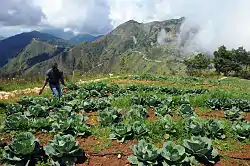 Agriculture in Kenscoff