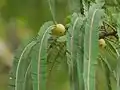 Amla trees grows wild