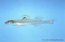 Florida sand darter, Ammocrypta bifascia