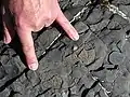 Ammonites are abundant in the mudstone that marks the Jurassic boundary - the primary marker at this site is the ammonite Psiloceras planorbis