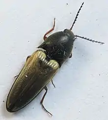 Ampedus nigricollis