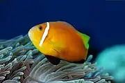 A. nigripes (Maldives anemonefish) showing the distinctive black pelvic & anal fins.