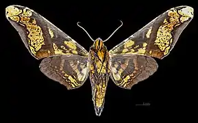 Male ventral view