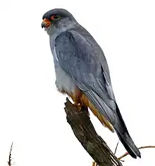 Individual male at Lower Sabie, Kruger National Park, South Africa