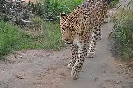 At the Emirates Park Zoo near Abu Dhabi City