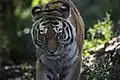 Panthera tigris tigris