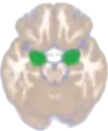 Dorsal view of the amygdalae in an average human brain