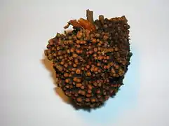 Whole alder root nodule