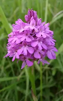 Pyramidal orchid