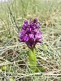 Green-winged orchid