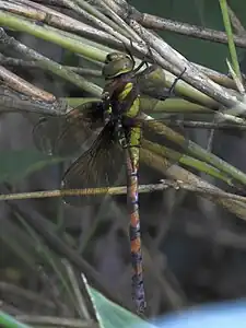 female