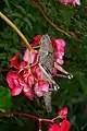 tree locust (Anacridium melanorhodon ssp. arabafrum) on Begonia sp. flowers, on Réunion island