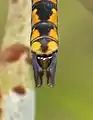 Anal appendages (male)