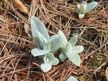 Young plants