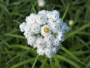 Flowers with pearly white bracts