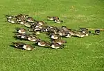 American wigeon grazing alongside the pond