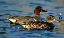 Two ducks swimming to the right. The female at the front is mainly brown, the drake behind her has a grey body, white undertail, and a head patterned with reddish and green. The vertical white bar, diagnostic of drake green-winged teals, is clearly visible.