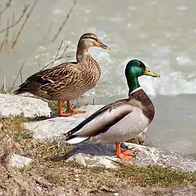 Couple of mallards