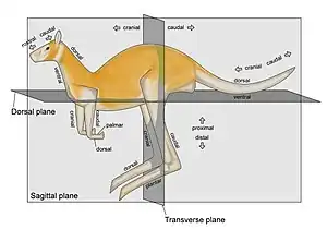 Image 1Zootomical terms of locationPhoto credit: Jonathan MerrittZootomical terms of location overlap considerably with terms used in human anatomy. In animals, the head end is called the "cranial end" and the tail end is the "caudal end".  The side of the body normally oriented upwards is the "dorsal" side; the opposite side, typically the one closest to the ground when walking on all legs, swimming or flying, is the "ventral" side.More selected pictures