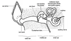 Image 12Schematic anatomy of the ear. In dogs, the ear canal has a "L" shape, with the vertical canal (first half) and the horizontal canal (deeper half, ending with the eardrum) (from Dog anatomy)