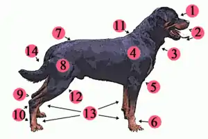 Image 11External anatomy (topography) of a typical dog:1. Head 2. Muzzle 3. Dewlap (throat, neck skin) 4. Shoulder 5. Elbow 6. Forefeet 7. Croup (rump) 8. Leg (thigh and hip) 9. Hock 10. Hind feet 11. Withers 12. Stifle 13. Paws 14. Tail (from Dog anatomy)