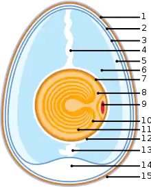 Vitelline membrane in a bird egg (7)