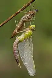 Image 2Ecdysis: a dragonfly has emerged from its dry exuviae and is expanding its wings. Like other arthropods, its body is divided into segments. (from Animal)