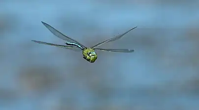 Anax imperator in flight