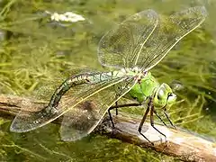 Laying eggs