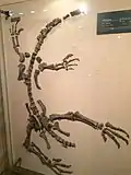 A specimen of Gyposaurus sinensis.