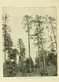 Gigantic specimens, with human for scale