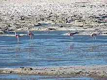 Andean flamingos in the Salar de Pedernales