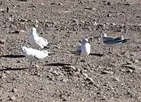 Gulls in Southern Bolivia