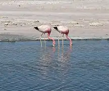 Andean flamingos