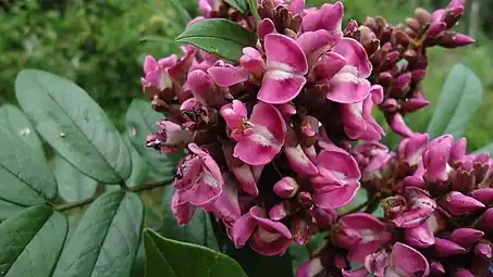 Andira fraxinifolia