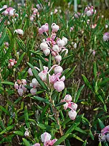 Bog-rosemary