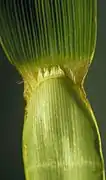 Ligule