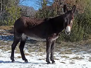 a dark-coloured donkey with pale belly and white round the muzzle