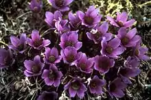 Anemone drummondii blue form