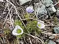 Anemone drummondii flowers just opening