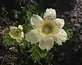 Anemone occidentalis flower