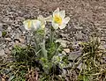 Anemone occidentalis flowers