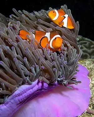 Image 9Ocellaris clownfishPhotograph: Nick HobgoodThe ocellaris clownfish (Amphiprion ocellaris) is a marine fish of the family Pomacentridae. Reaching about 110 mm (4.3 in) in length, the species may have a range of colors. After clownfish hatch, they initially reside near the surface. When they become juveniles, however, they move to the seafloor to find a host anemone, forming a symbiotic relationship in which they obtain protection in return for defense.More selected pictures