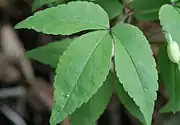 Leaves