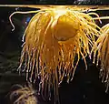 Anemone viridis in aquarium of Genoa