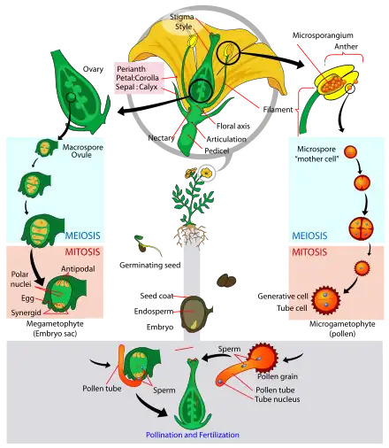 Image 14Angiosperm life cycle (from Evolutionary history of plants)