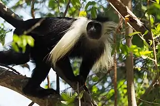 Angola colobus