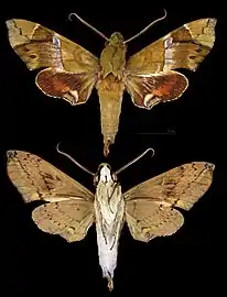 Angonyx papuana