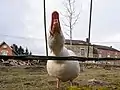 Domestic goose hissing at a passerby.